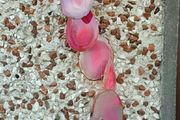Large Genuine Agate Slices Wind Chime in Pink