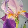 Violet Iris | Oil Painting on canvas Image 9