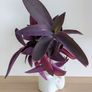 Tradescantia purpurea in decorative pot Image 2