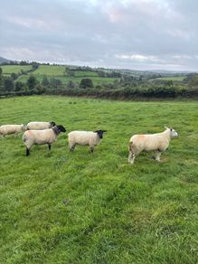 20 organic ewe Hoggets