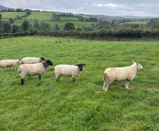 20 organic ewe Hoggets