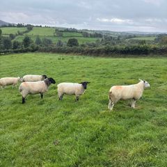 20 organic ewe Hoggets