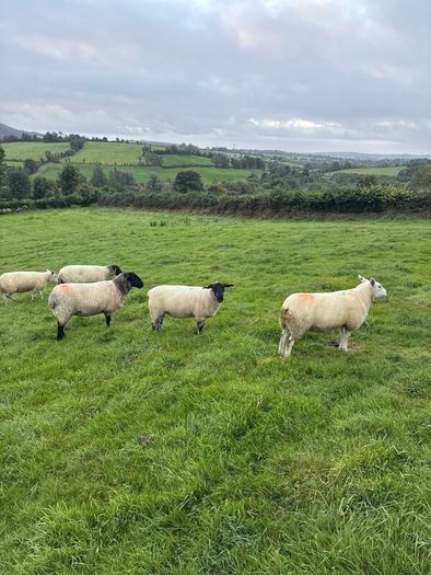 20 organic ewe Hoggets