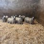 Ewe Lambs Image 7