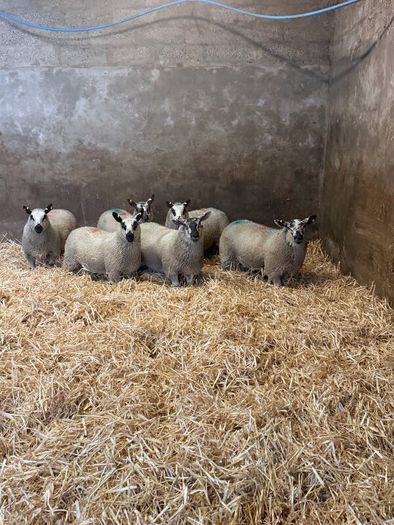 Ewe Lambs