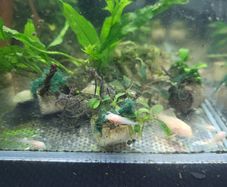 Aquarium content