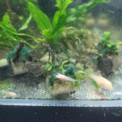Aquarium content