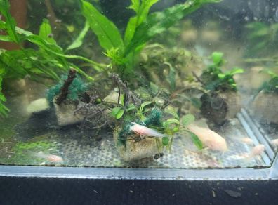 Aquarium content