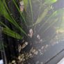 Malaysian trumpet snails Image 2