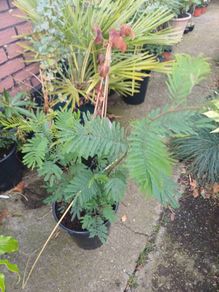 Acacia dealbata tree