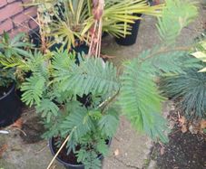 Acacia dealbata tree