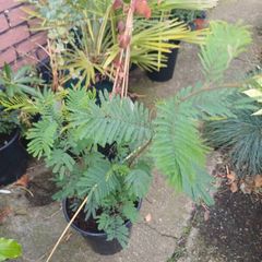 Acacia dealbata tree