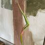 Beautiful exotic plant Image 5