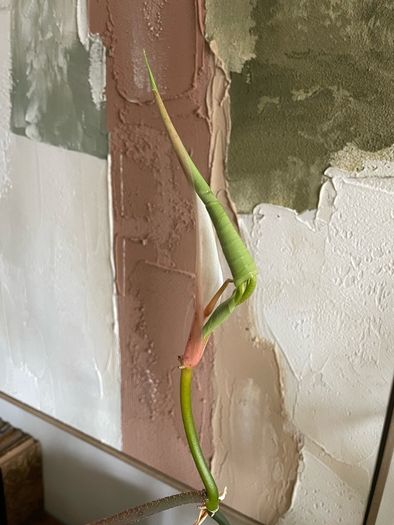 Beautiful exotic plant