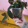 houseplant Philodendron Micans Image 2