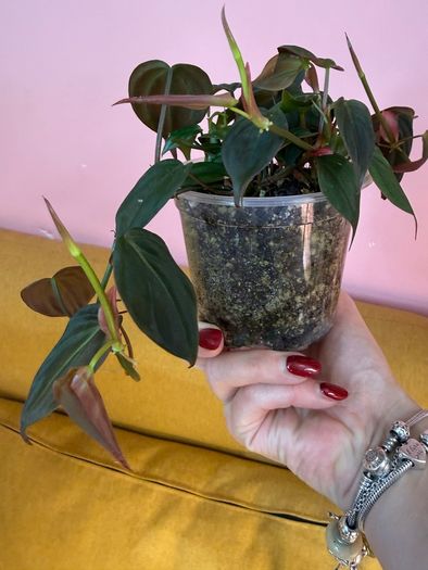 houseplant Philodendron Micans