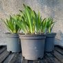 Large Ceramic Garden Pot Image 4
