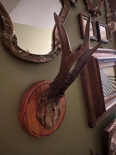 Vintage taxidermy