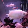 fish tank Image 9