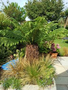 4ft dicksonia Antartica tree fern