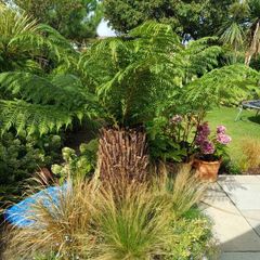 4ft dicksonia Antartica tree fern