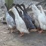 Ducklings Image 7