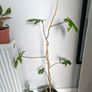 Philodendron Florida Green Plant Image 2