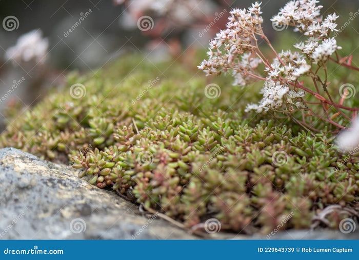 Offshoots, Divisions and Seedlings