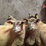 12 super charlois breeding ewe lambs Image 6