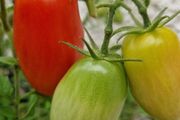 6 F1 Plum Tomatoe Seeds packs