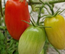 6 F1 Plum Tomatoe Seeds packs