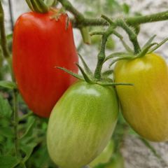 6 F1 Plum Tomatoe Seeds packs