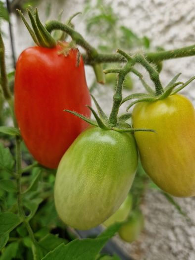 6 F1 Plum Tomatoe Seeds packs