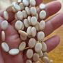 Shell beads in ivory necklace. Image 3