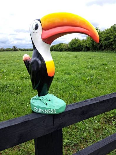 Large  Guinness  toucan
