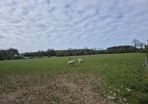 Sheep & sheep feeding equipment