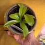 Carnivorous houseplant Nepenthes pitcher plant Image 5