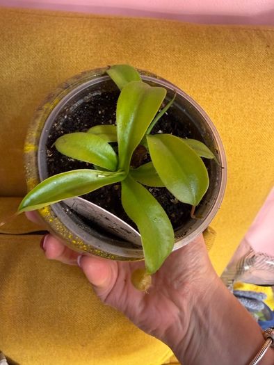 Carnivorous houseplant Nepenthes pitcher plant