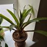 indoor plant Image 2