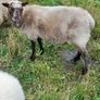 Shetland sheep Image 9