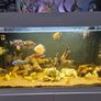 fish tanks Image 4