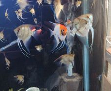 angelfish