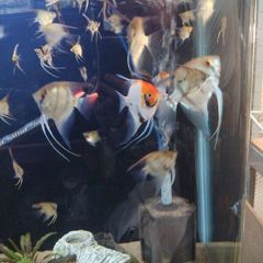 angelfish