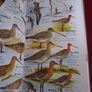 The New Birdwatchers Pocket Guide / 2006 Image 6