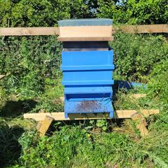 National Beehive with Established Colony