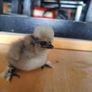 Usa Silkie Chicks Image 9