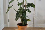 Extra Large Mature Monstera Deliciosa (Swiss Cheese Plant)