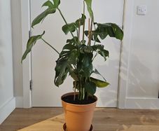 Extra Large Mature Monstera Deliciosa (Swiss Cheese Plant)
