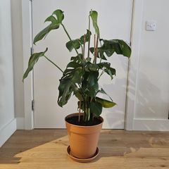 Extra Large Mature Monstera Deliciosa (Swiss Cheese Plant)