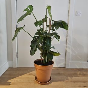 Extra Large Mature Monstera Deliciosa (Swiss Cheese Plant)